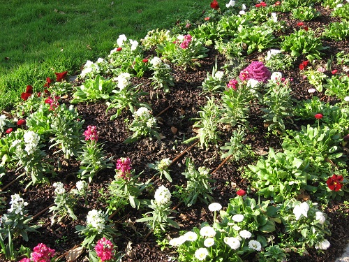 Irrigation d'un parterre de fleurs